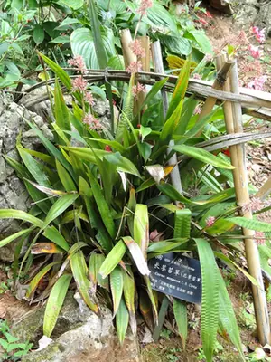 Carex scaposa — port de la plante