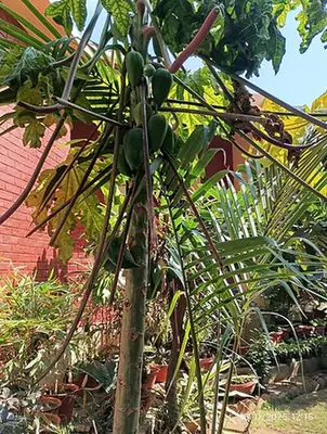 Carica papaya — photographie botanique