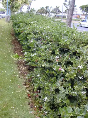 Carissa macrocarpa — port de la plante