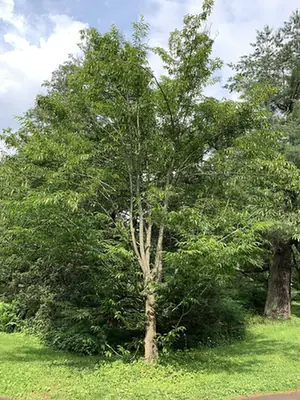 Carpinus japonica — port de la plante
