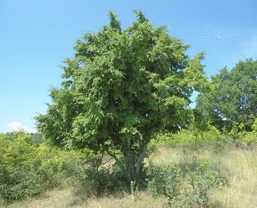 Carpinus orientalis — port de la plante