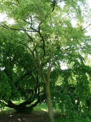 Carpinus turczaninovii — port de la plante