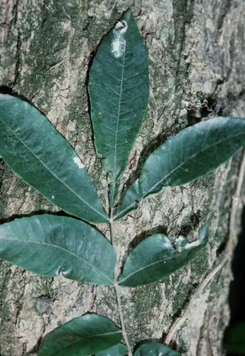 Carya aquatica — feuillage