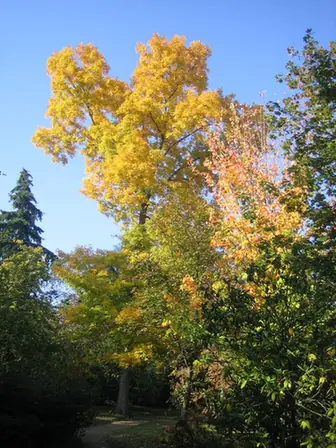 Carya glabra — port de la plante