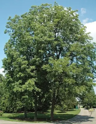 Carya illinoinensis — port de la plante