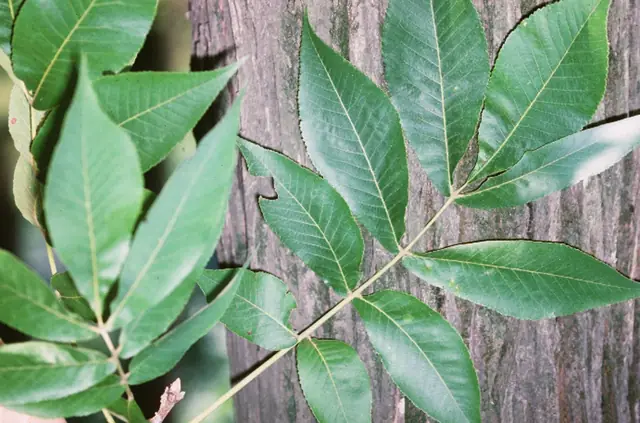 Carya laciniosa — feuillage