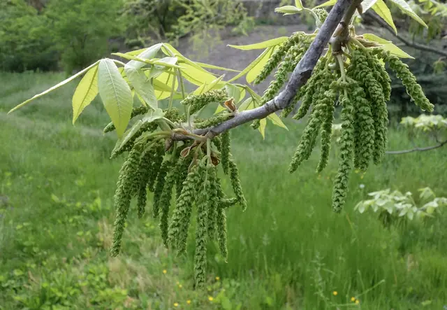 Carya myristiciformis — photographie botanique