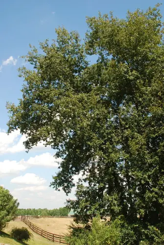 Carya pallida — port de la plante