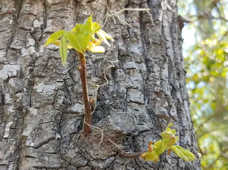 Carya tomentosa — port de la plante