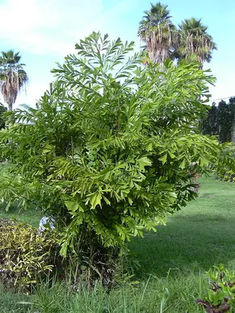 Caryota mitis — port de la plante