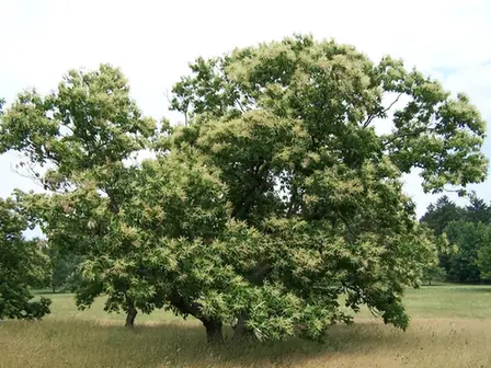 Castanea dentata — port de la plante