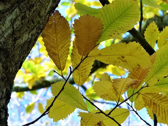 Castanea pumila — photographie botanique