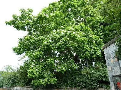 Catalpa speciosa — floraison