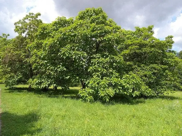 Catalpa — Catalpa bignonioides