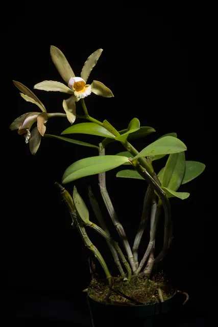 Cattleya forbesii — port de la plante