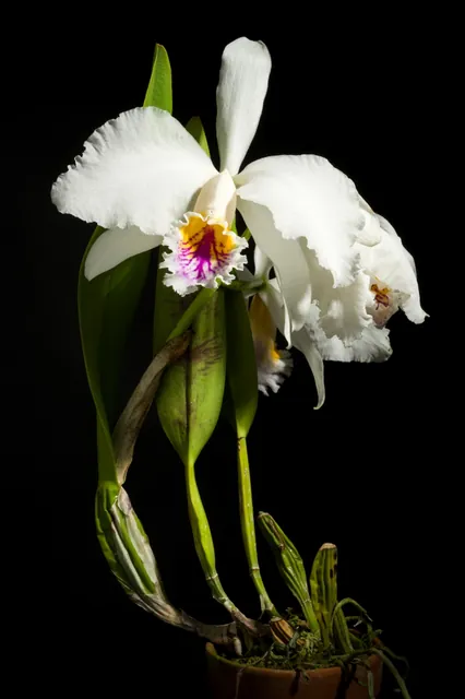 Cattleya mossiae — port de la plante