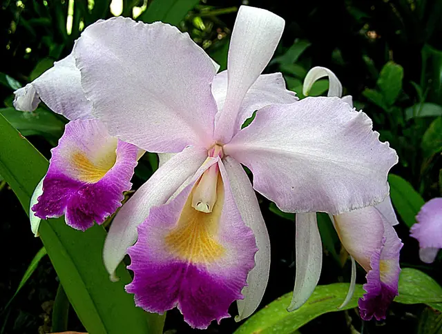 Cattleya trianae — floraison
