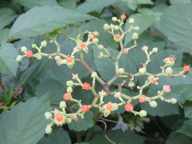 Causonis japonica — floraison