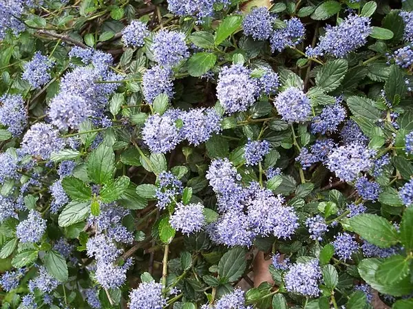 Céanothe — Ceanothus thyrsiflorus