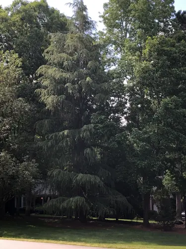 Cedrus deodara — port de la plante