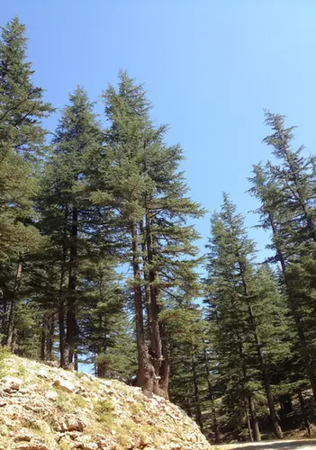 Cedrus libani — port de la plante