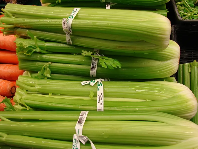Céleri — Apium graveolens