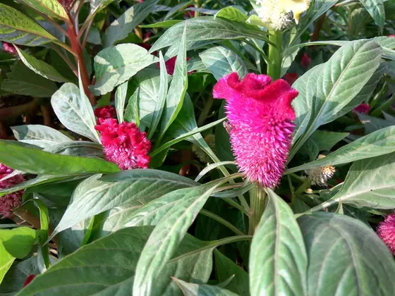 Celosia argentea — floraison