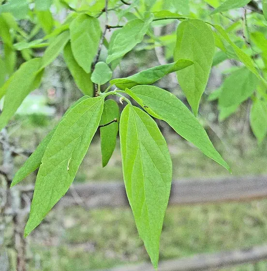 Celtis laevigata — feuillage