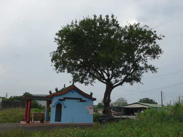 Celtis sinensis — port de la plante