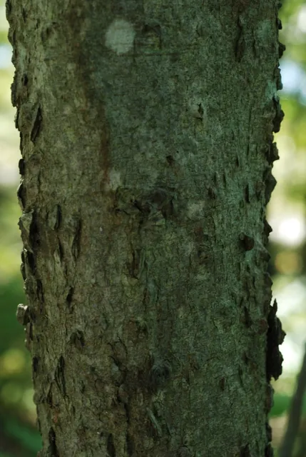 Celtis tenuifolia — port de la plante
