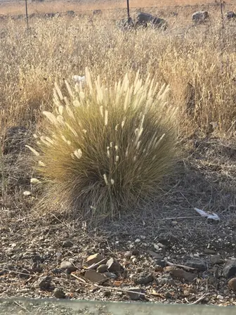 Cenchrus orientalis — port de la plante