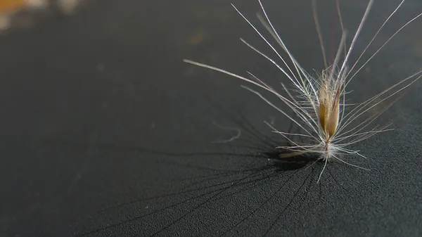Cenchrus setaceus — photographie botanique