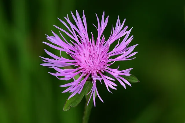 Centaurea maculosa — floraison