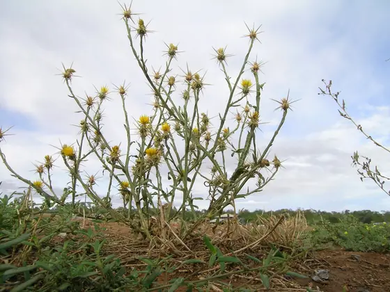 Centaurea solstitialis — port de la plante