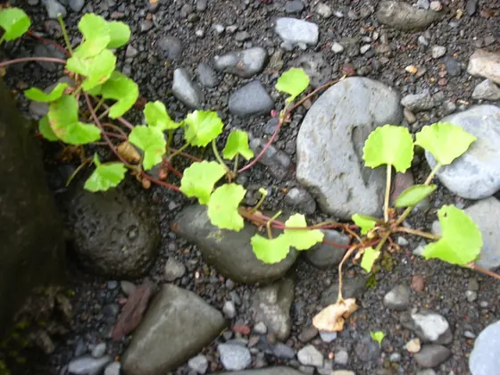 Centella asiatica — port de la plante
