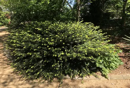 Cephalotaxus harringtonia — port de la plante