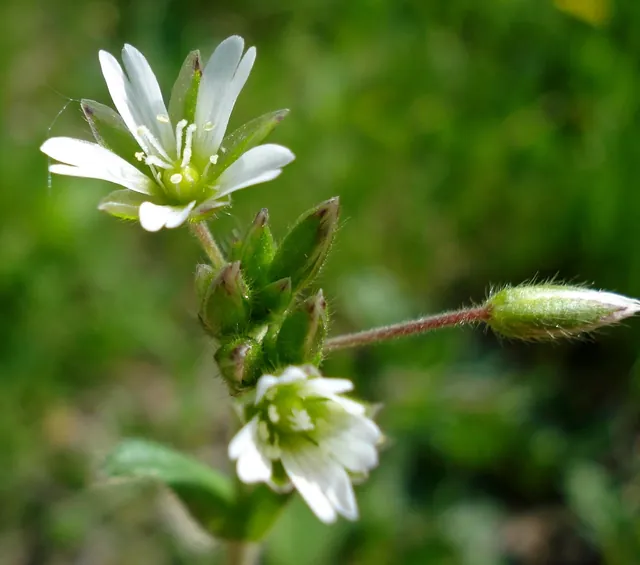 Cerastium holosteoides — floraison