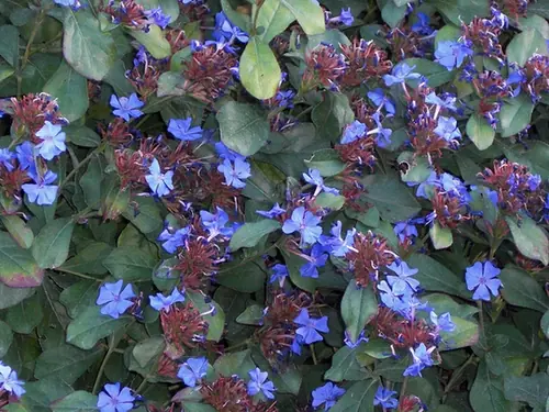 Ceratostigma plumbaginoides — port de la plante