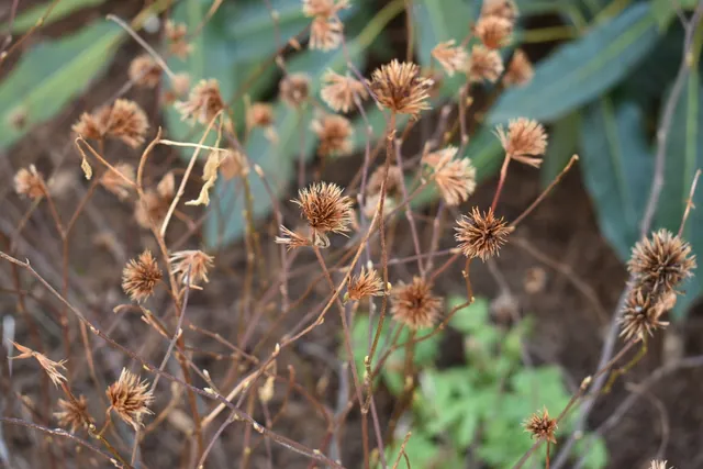 Ceratostigma willmottianum — port de la plante