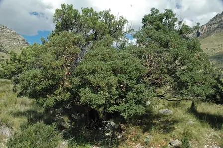 Cercocarpus montanus — port de la plante