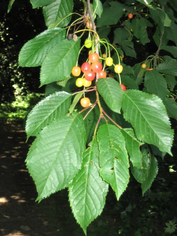 Cerisier doux — Prunus avium