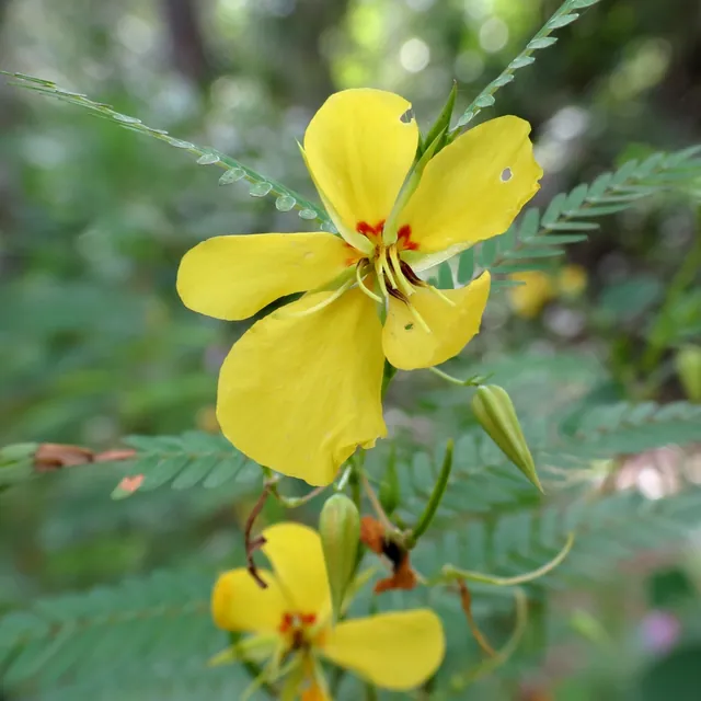 Chamaecrista fasciculata — floraison