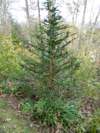 Chamaecyparis obtusa — port de la plante
