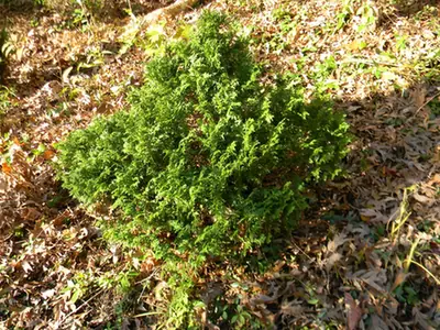 Chamaecyparis pisifera — port de la plante