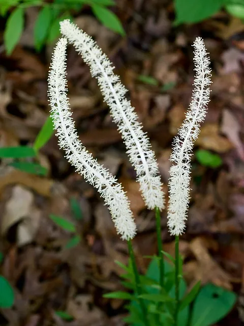 Chamaelirium luteum — floraison