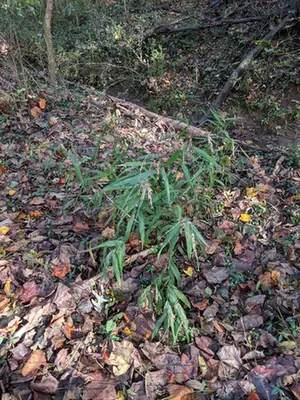Chasmanthium latifolium — port de la plante