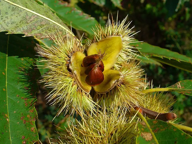 Châtaignier — Castanea sativa
