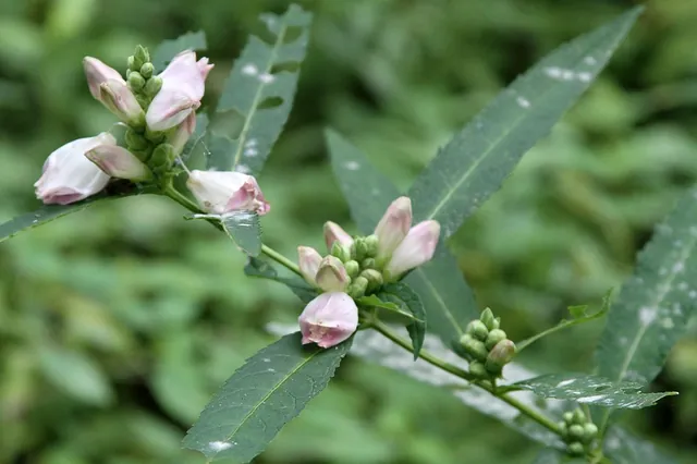 Chelone glabra — floraison