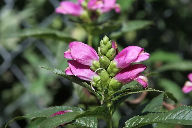Chelone lyonii — floraison