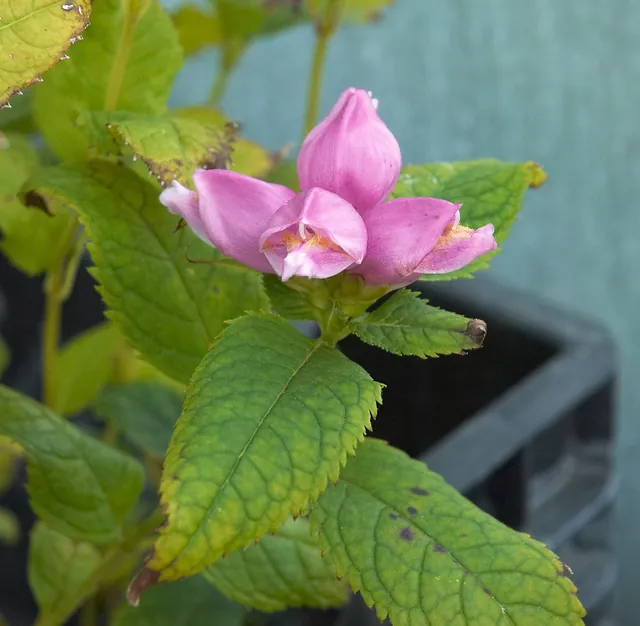 Chelone obliqua — floraison